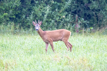 Roe deer on a field