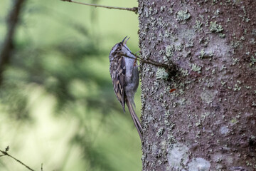 Eurasian tree creeper on a tree