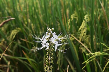 Orthosiphon aristatus flower