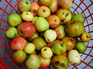 Apples, ready to be processed into delicious fall dishes.