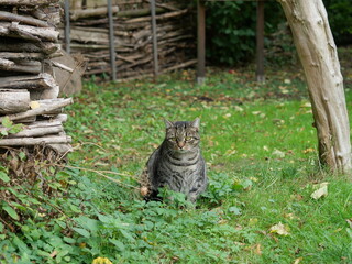 gray striped cat - A gray striped tom with yellow-green eyes looks directly into the camera. His relaxed demeanor makes him a popular motif for cat lovers.