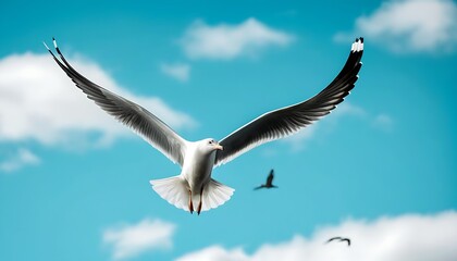 Fototapeta premium Seagull soaring gracefully in the sky