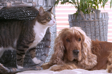 Chat de gouttière et cocker