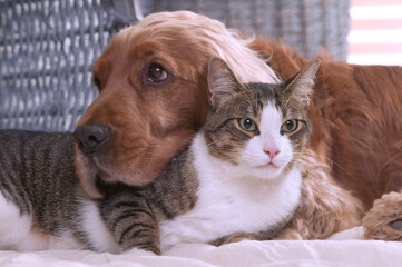 Chat de gouttière et cocker