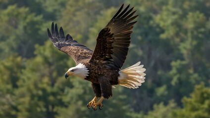 Obraz premium Eagle hunting a dove in flight.