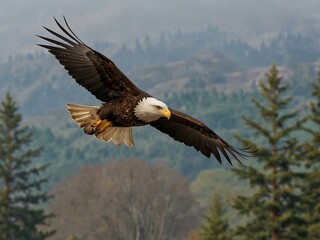 Obraz premium Eagle in flight.