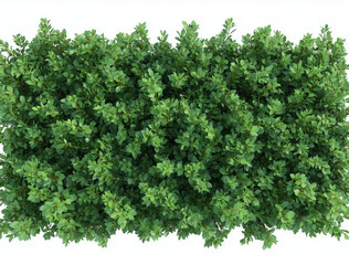 Fototapeta premium Top View of Peking Cotoneaster (Cotoneaster lucidus) on Living Wall, Isolated Background. Perfect for botanical designs, landscaping concepts, architecture and natural decor themes.