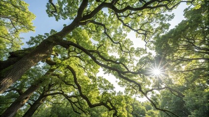 Obraz premium Dense foliage of old oak tree branches stretching towards the morning sky with sunlight filtering through, leafy canopy, branch details