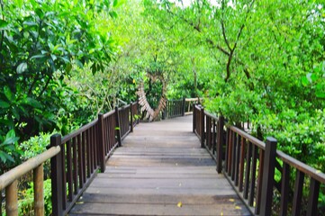Obraz premium wooden deck as a path through the mangrove forest