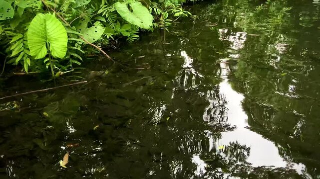 a clear and calm river in the forest