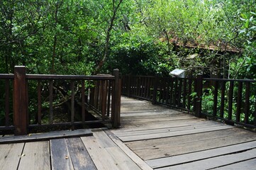 wooden deck as a path through the mangrove forest