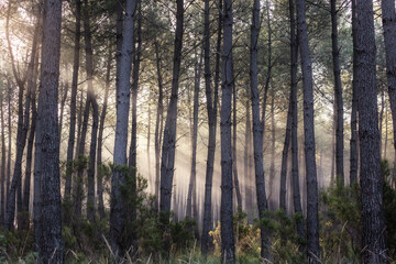 Fototapeta premium promenade dans les bois