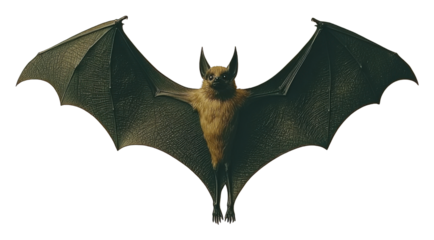 Flying Bat Night Creature Wildlife Mammal Dark Background Nocturnal Animal Closeup Wings Fur