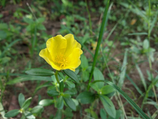 Naklejka premium yellow purslane flower in the garden