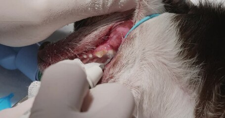 A veterinarian wearing blue gloves cleans the teeth of an anesthetized dog using a medical instrument. The procedure ensures proper dental hygiene and oral health of the pet.