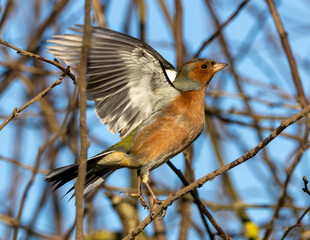 Male chaffinch flying off from a hedgerow.