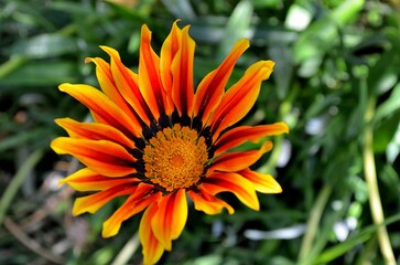 Fror Naranja