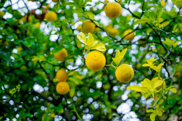 Lemons grow on a tree.