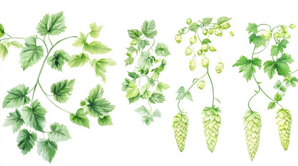 photo of green hop cones with leaves, isolated on a white background, studio shot