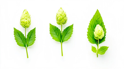 photo of green hop cones with leaves, isolated on a white background, studio shot