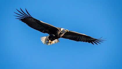 Obraz premium Soaring Eagle in the Sky, Amazing Natural Scenery.
