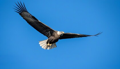 Obraz premium Soaring Eagle in the Sky, Amazing Natural Scenery.