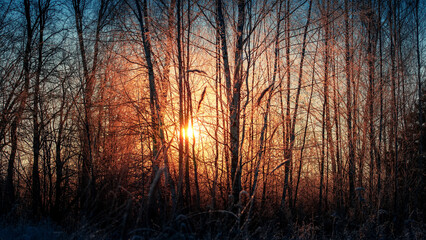 The winter sun shines through the tree branches in the morning.