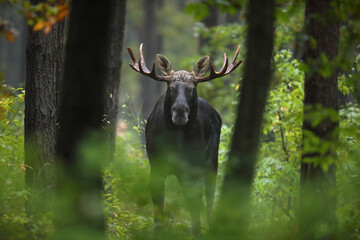 Łoś (Alces alces) moose © Bartosz Rakoczy