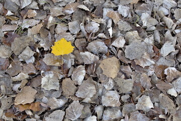 fallen leaves in autumn