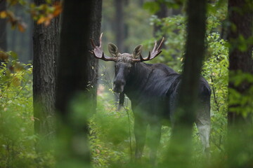 Łoś (Alces alces) moose
