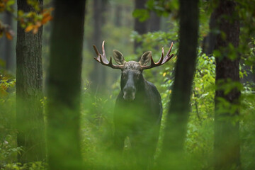 Łoś (Alces alces) moose © Bartosz Rakoczy
