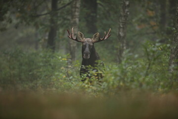 Łoś (Alces alces) moose © Bartosz Rakoczy