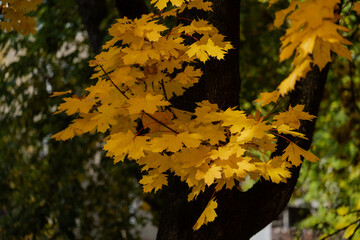 image of autumn maple leaves, yellow, orange, gold, amber color.