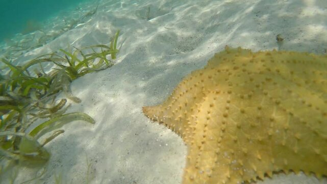 A man dips into shallow ocean waters and smiles beside a starfish on the sandy floor