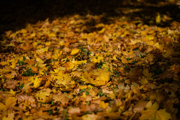 image of autumn maple leaves, yellow, orange, gold, amber color.