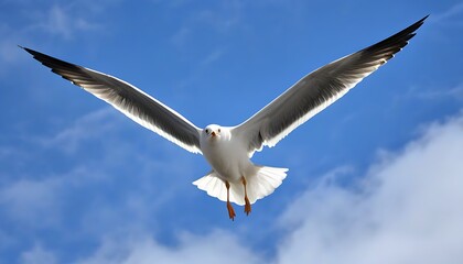 Fototapeta premium Seagull soaring on deep blue ocean.