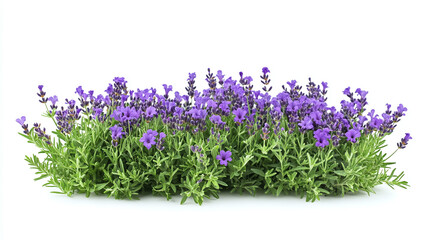 Fototapeta premium Isolated lavender flowers in a vibrant purple field, a beautiful and fragrant botanical nature plant blossom for aroma herb against a white background in garden.