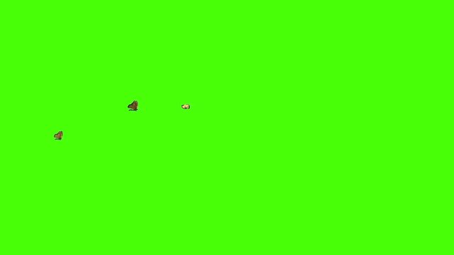 Green screen batterfly flaying 4k animation footage
