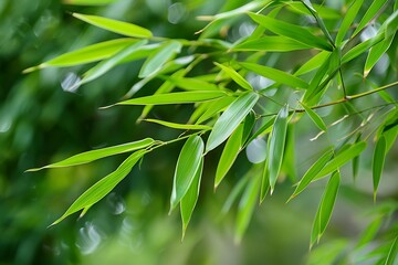 The narrow, lance-shaped leaves of a bamboo plant, showing their smooth surface and vibrant green color