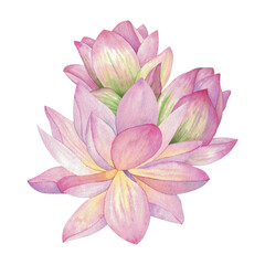 Pink lotus flowers. Isolated on background Watercolor illustration. Oriental Composition For design, decor and printing, souvenirs and logo, typography