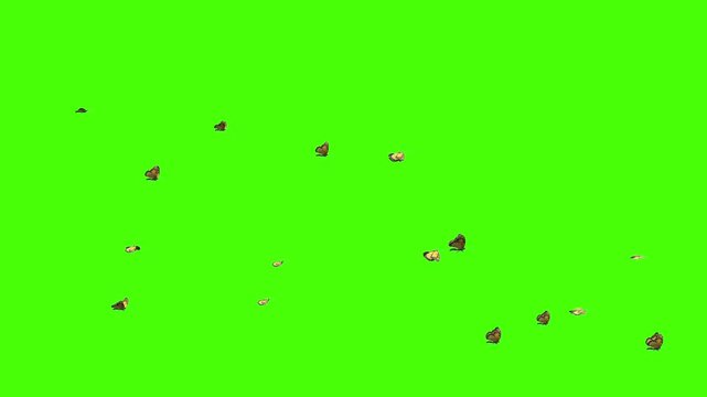 Green screen batterfly flaying 4k animation footage