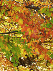 Typical autumn colours at Doftana River Valley, Prahova County, Romania