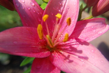 Pink flower