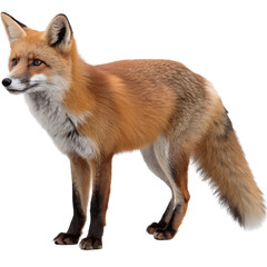 Obraz premium Realistic Illustration of a Red Fox Isolate On Transparent Background Cutout, PNG file, Cutout file
