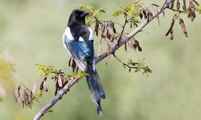 black capped kingfisher on a branch