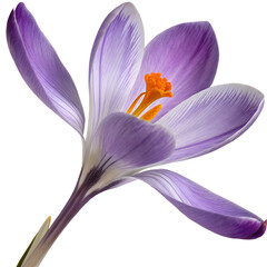 Fototapeta premium Close-Up of Purple Crocus Flower Isolate On Transparent Background Cutout, PNG file, Cutout file