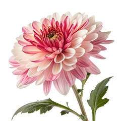Obraz premium Close-Up of Pink and White Chrysanthemum Flower Isolate On Transparent Background Cutout, PNG file, Cutout file