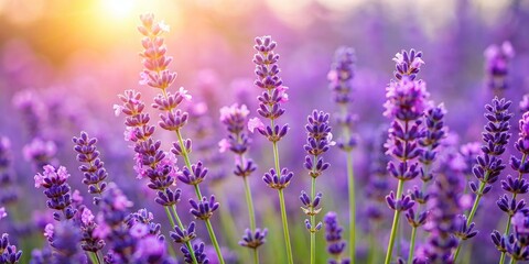Naklejka premium Sunlit Lavender Field Close-Up Composition of Purple Blossoms