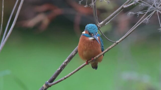 Common European Kingfisher (Alcedo atthis) male perched by a stream looking for fish. November, Kent, UK 