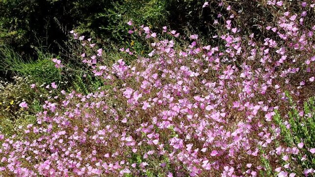 Hill Fairyfan, Clarkia Bottae, a population of these pleasing native monoclinous annual herbs display raceme inflorescences on sunny chaparral slopes of the Santa Monica Mountains during late Spring.